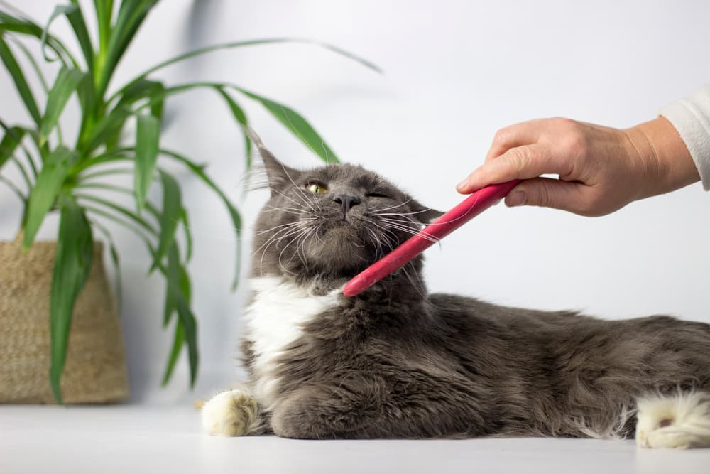 Brushing cat with a comb