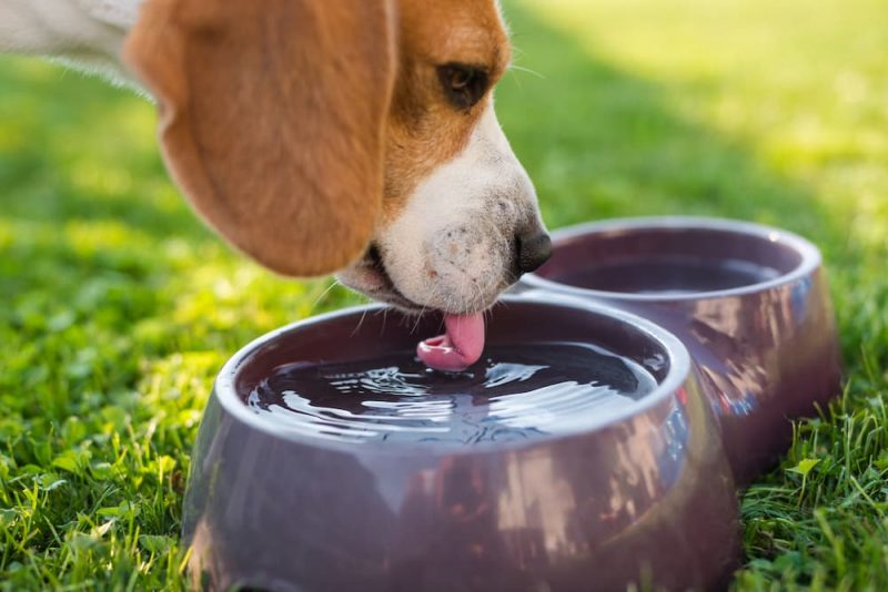 Do Dogs Sweat? Great Pet Care