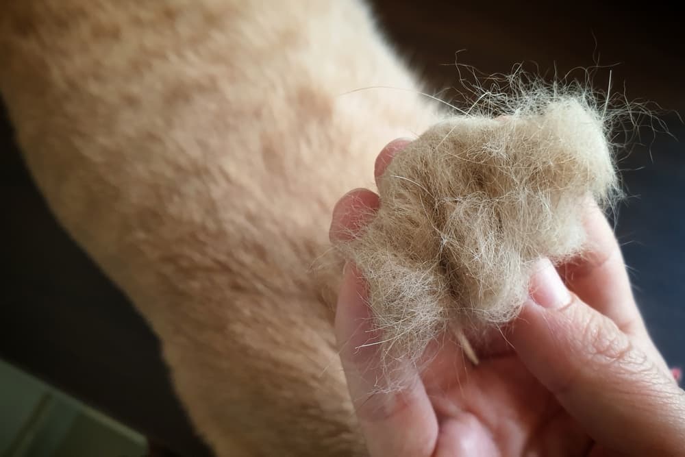 Person holding cat clump of hair in hand