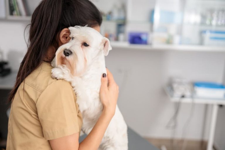 how-long-can-a-dog-go-without-pooping-great-pet-care