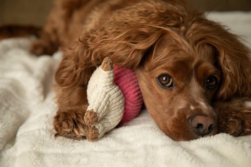 94 Brown Dog Names for ChocolateColored Pups Great Pet Care