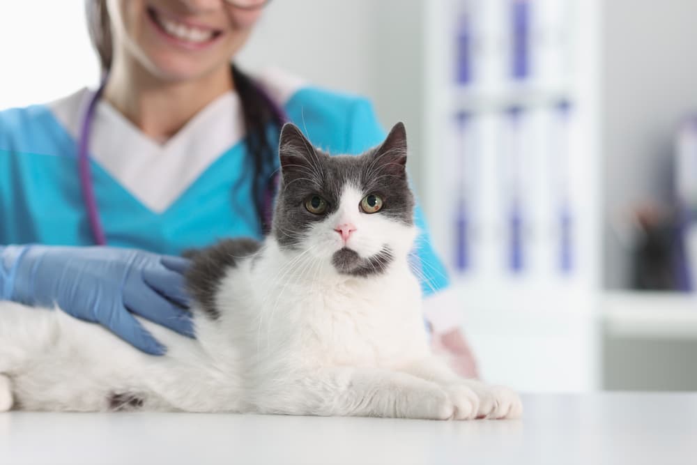 Cat at the vet for an appointment with the vet