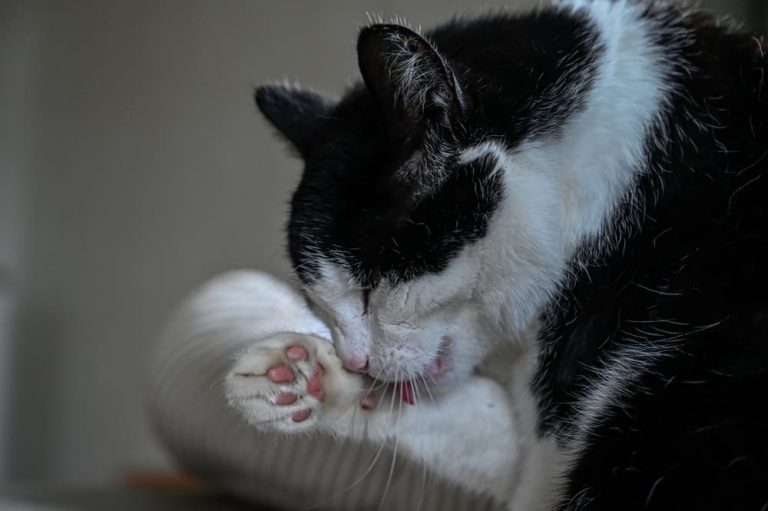 Cat licking themselves excessively