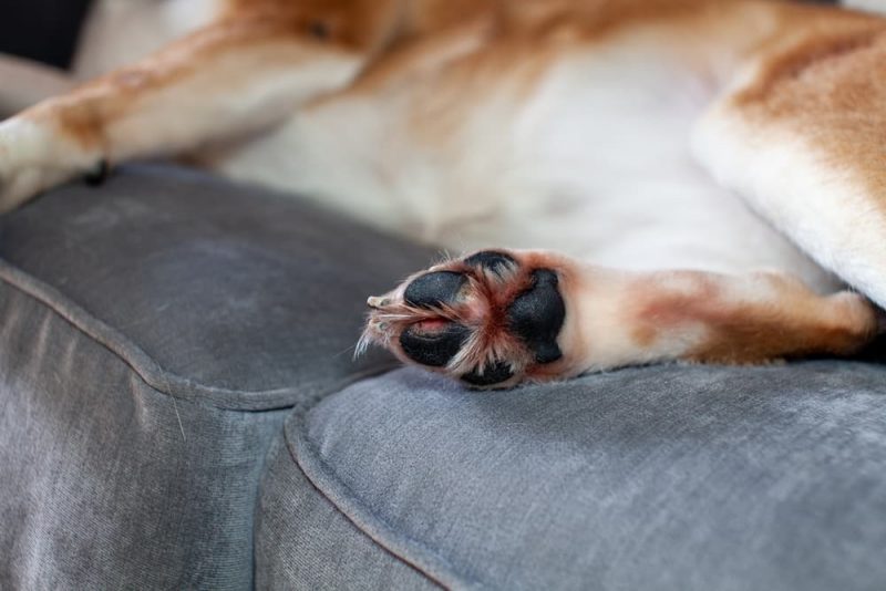 Cracked Dog Paws Tips and Treatments Great Pet Care