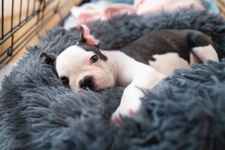 Happy dog cozy in crate