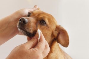 Can You Use Baby Wipes on Dogs? | Great Pet Care