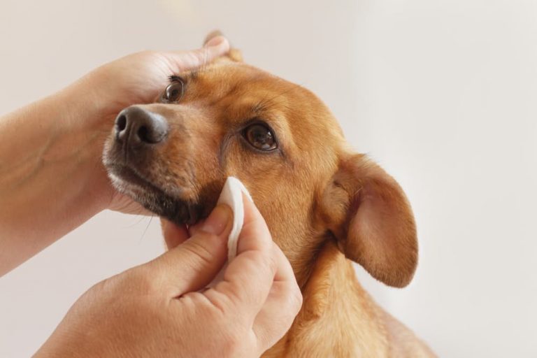 Can You Use Baby Wipes on Dogs? Great Pet Care