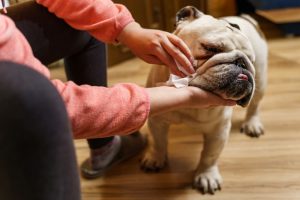 Can You Use Baby Wipes on Dogs? Great Pet Care