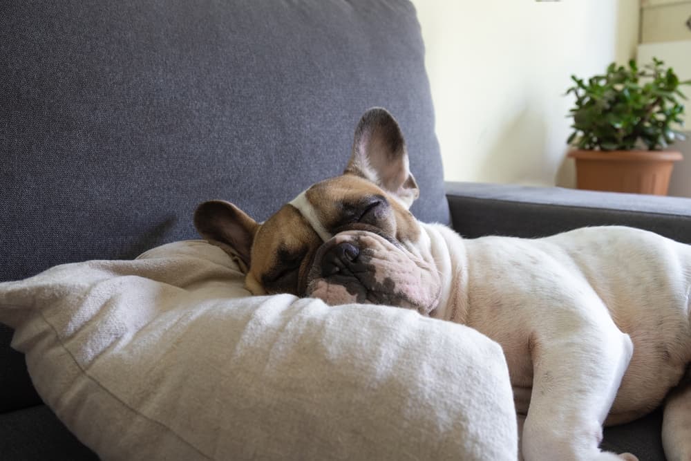 Dog laying in couch looking very lethargic as has a cold