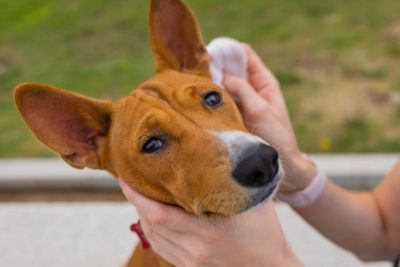 Can You Use Baby Wipes on Dogs? Great Pet Care