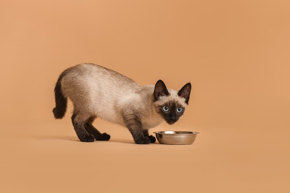 Cat looking scared with bowl of food