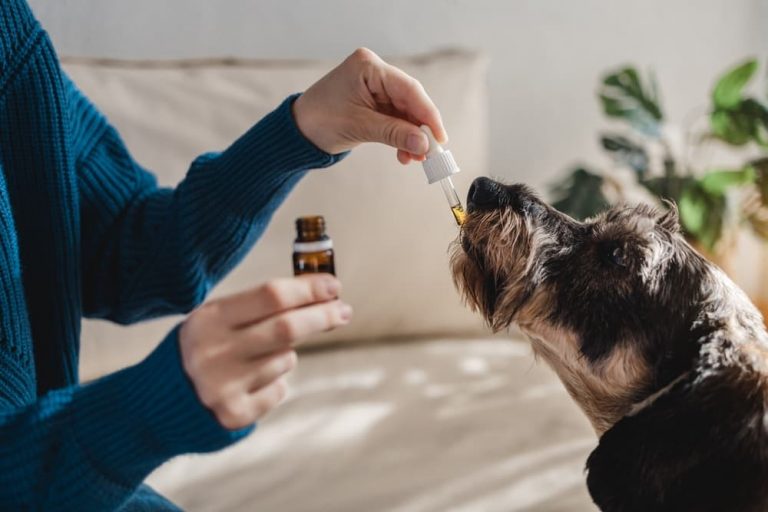 best dog cbd oil