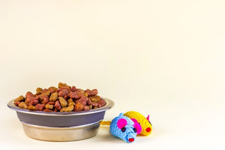 Can Dogs Eat Cat Food? Great Pet Care