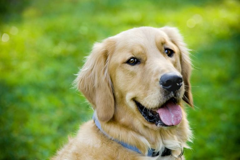 Do Dogs Sweat? Great Pet Care