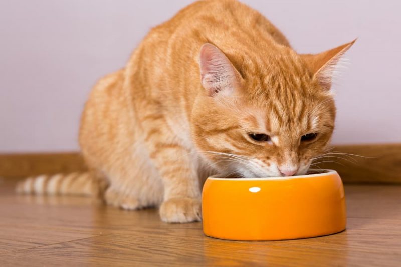 Cat Food Allergies Common Causes and Treatments Great Pet Care
