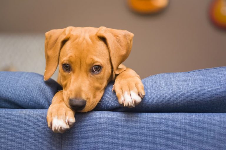 How to Keep a Dog Off the Couch Great Pet Care