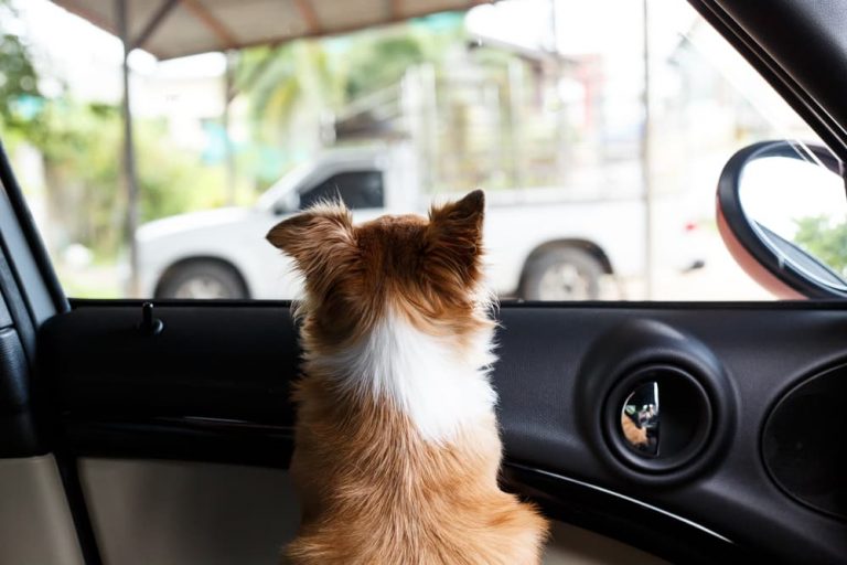 Dog Car Anxiety How to Make Trips Stress Free Great Pet Care