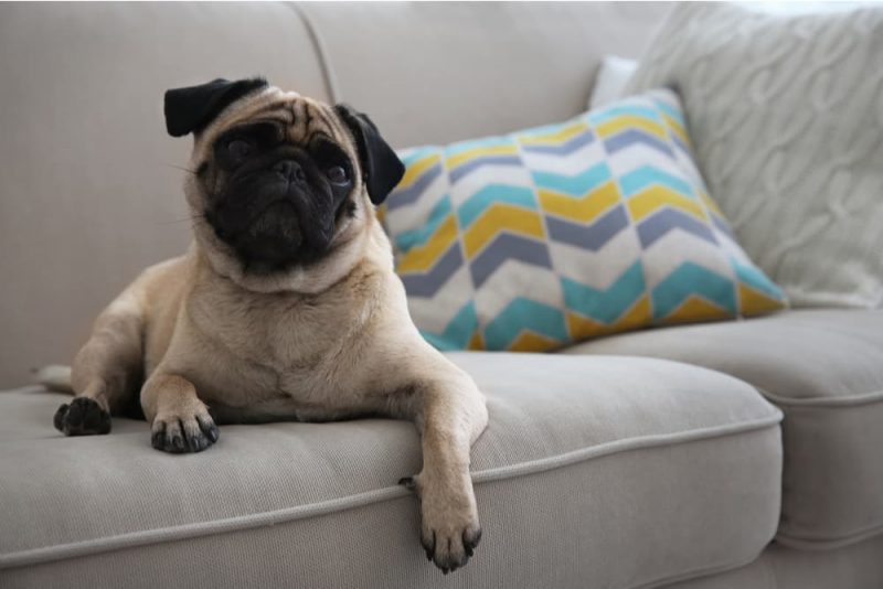 How to Keep a Dog Off the Couch Great Pet Care