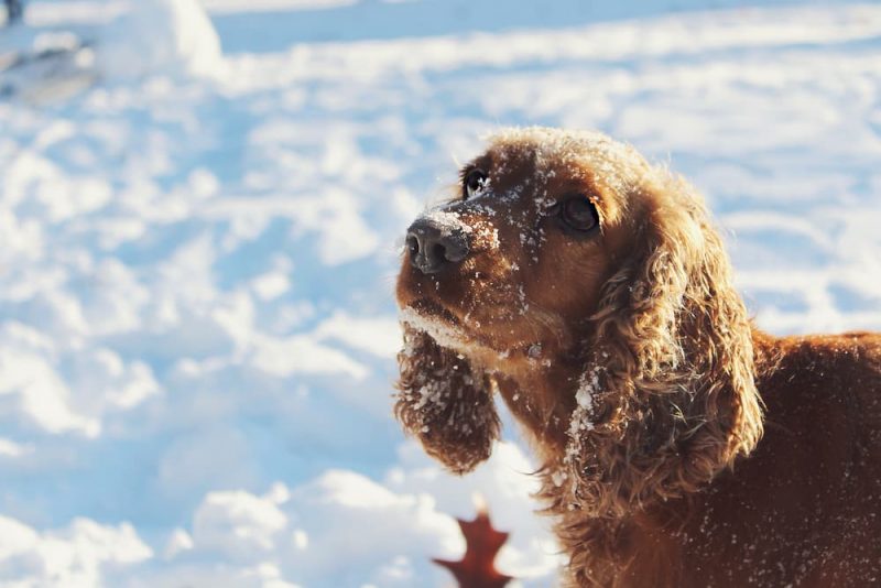 Can Dogs Get Colds? Great Pet Care