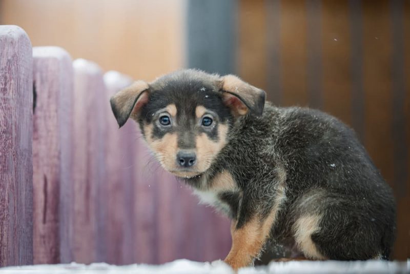 Can Dogs Get Hypothermia Reference: Hypothermia In Dogs