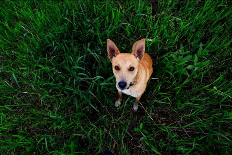 Dog looking up to camera in a field of grass