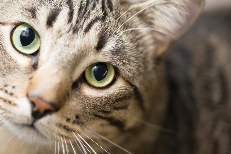 Cat Food Allergies Common Causes and Treatments Great Pet Care