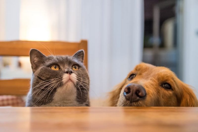 Can Dogs Eat Cat Food? Great Pet Care