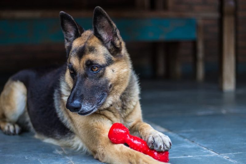 Resource Guarding in Dogs How to Fix It Great Pet Care