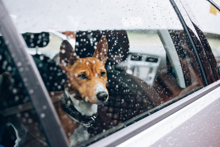 Dog anxious sitting in the car