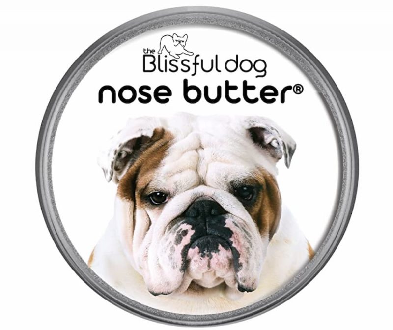 Dog Dry Nose Causes and How to Help Great Pet Care