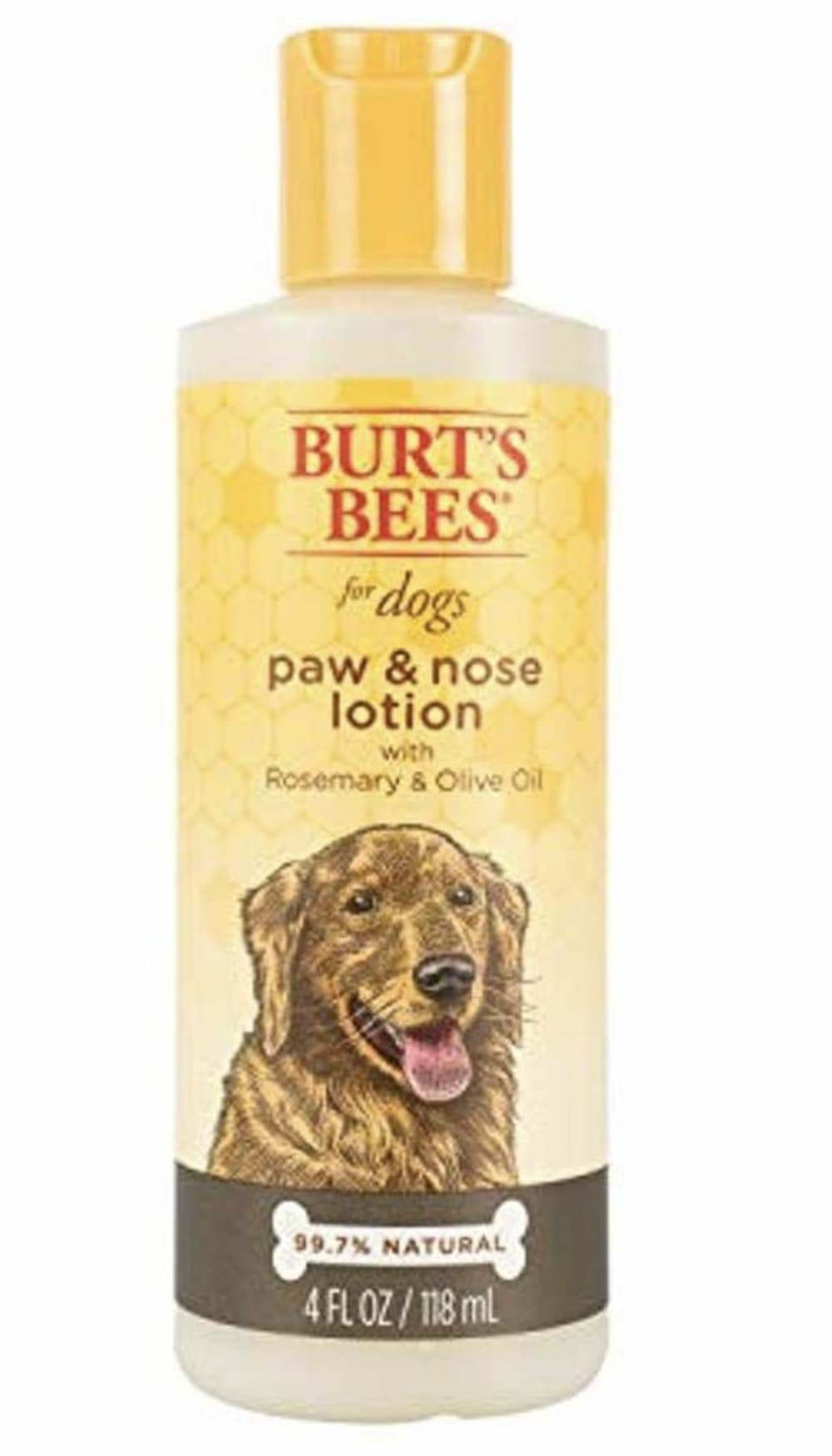 Dog Dry Nose Causes and How to Help Great Pet Care