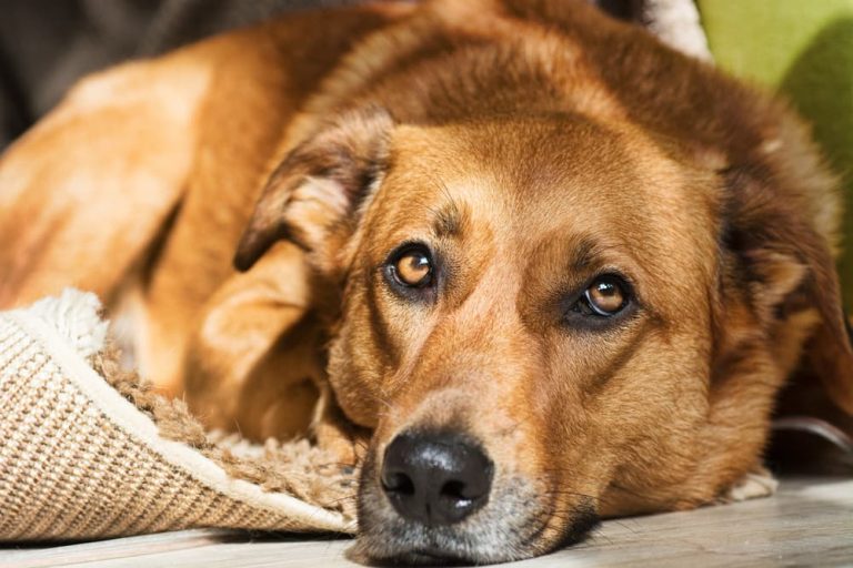 Cerenia for Dogs Great Pet Care