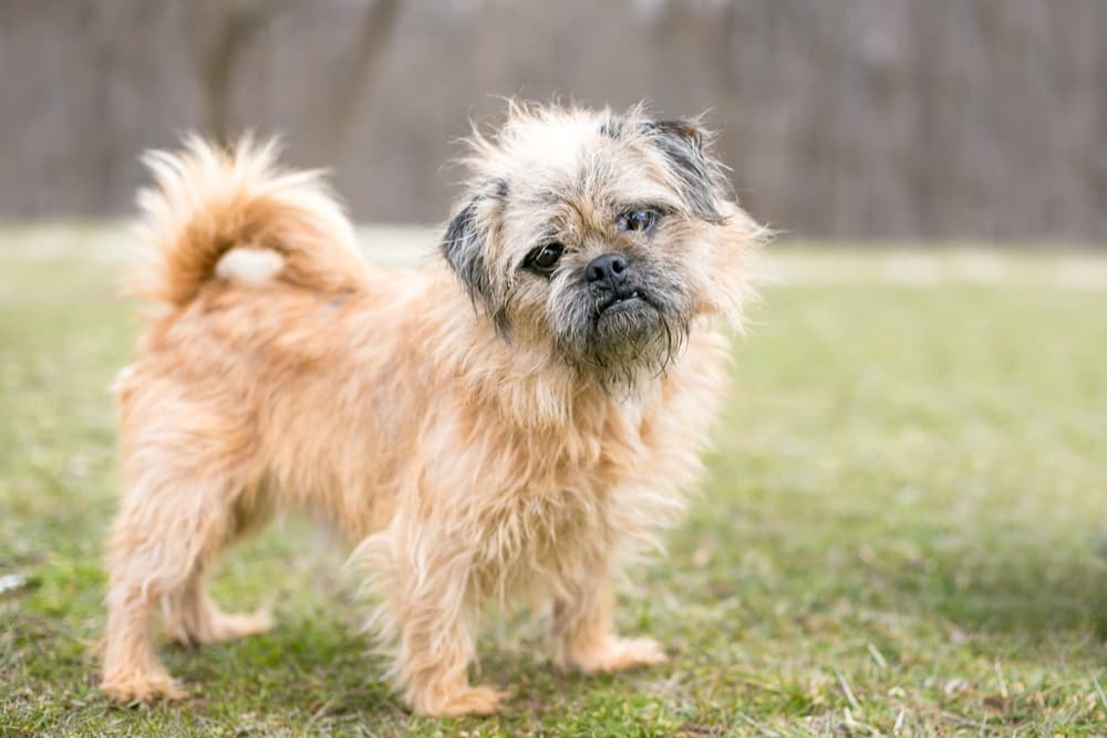 Dog standing head tilted wondering what owner is doing