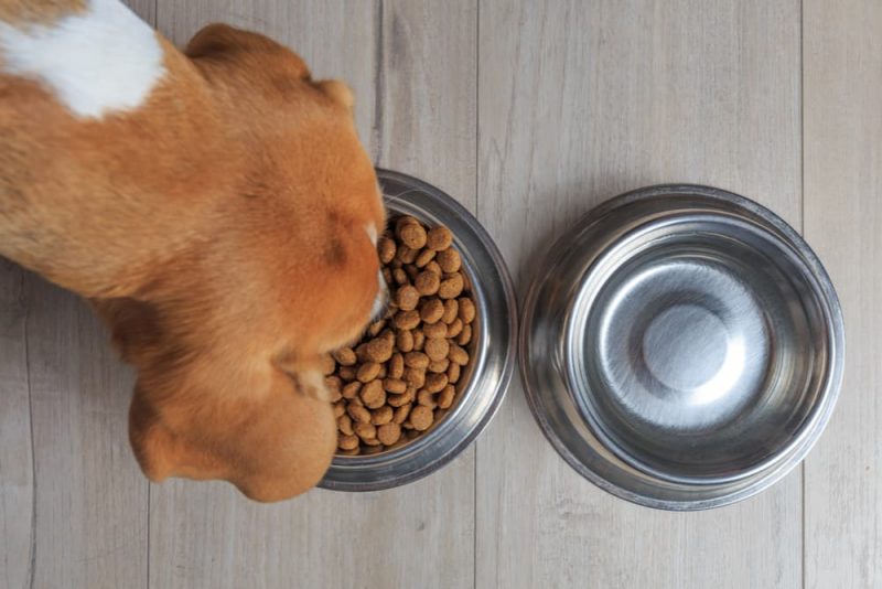 Low Phosphorus Dog Food 4 Options Great Pet Care