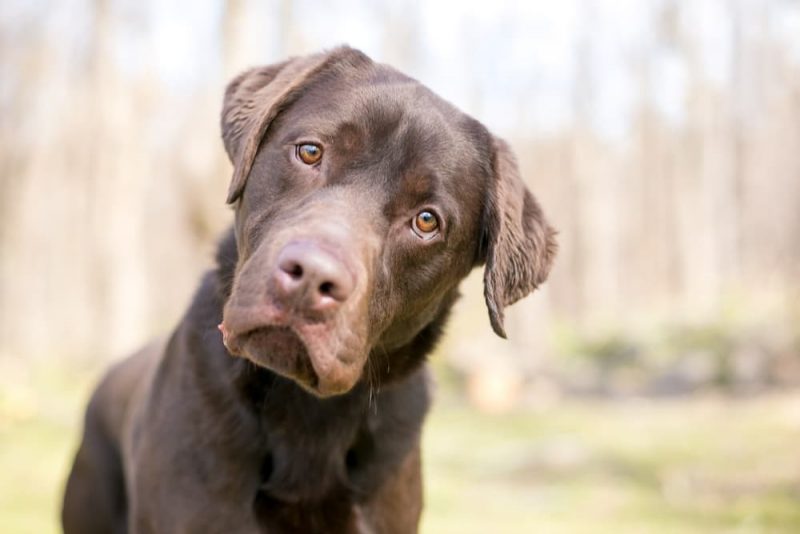 Low Phosphorus Dog Food 4 Options Great Pet Care