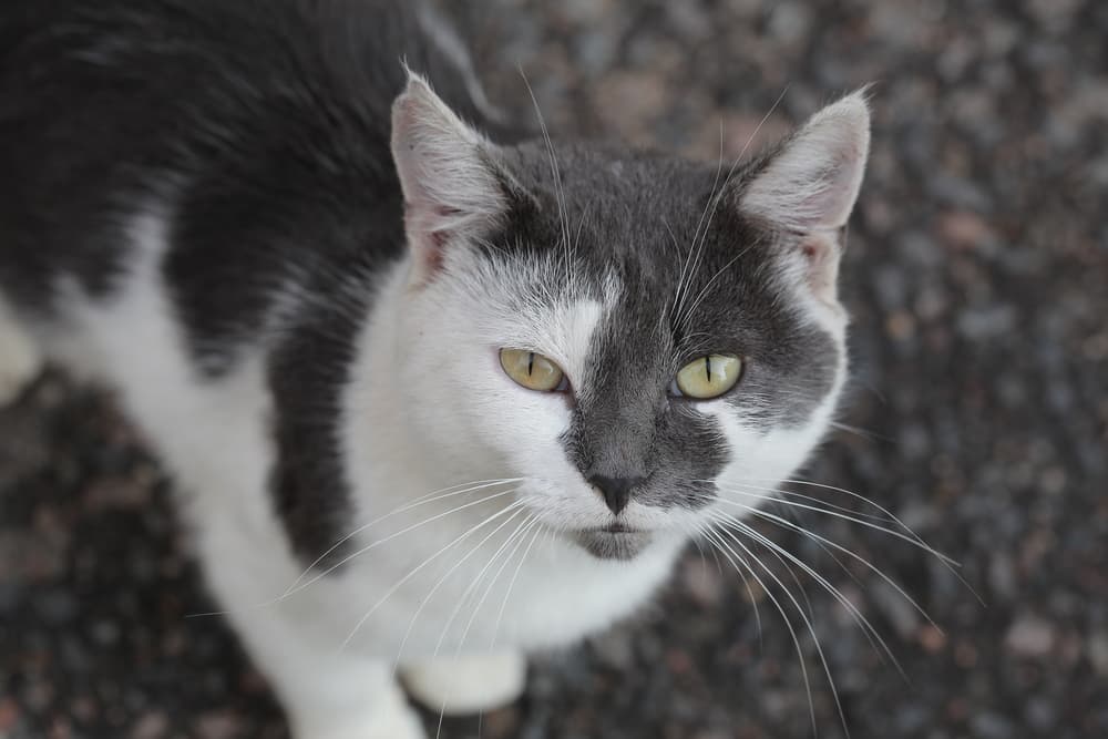 Cat looking up to camera outside with very sweet face