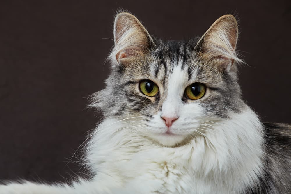 Cat looking to camera looking anxious