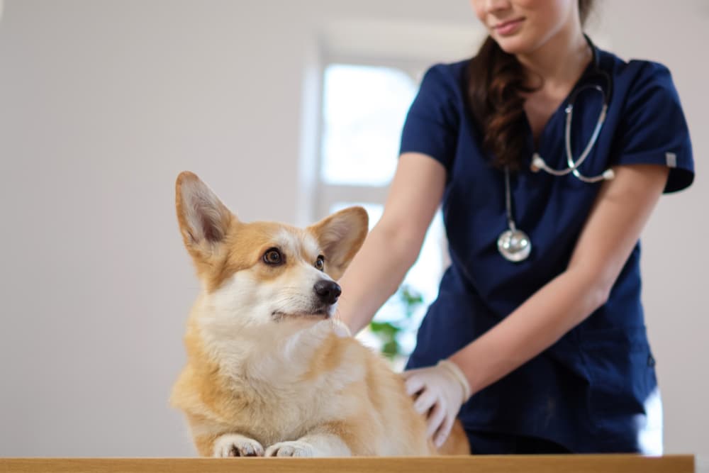 Dog at the vet having an exam