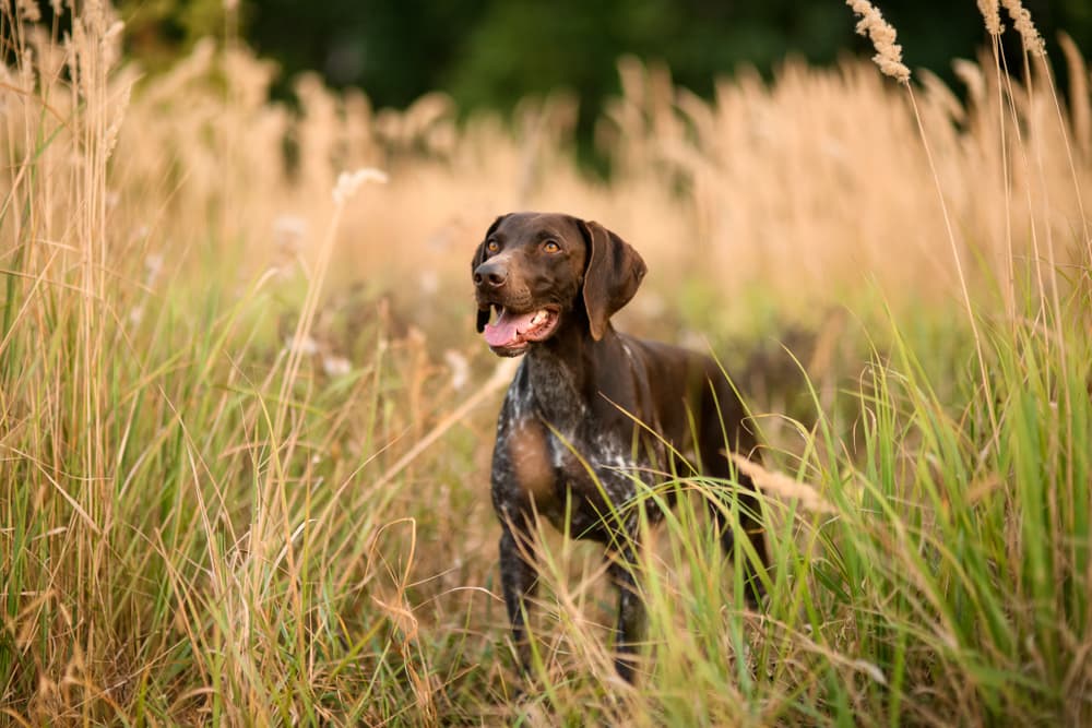 Dog standing outside long grasses