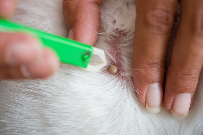 Tick Paralysis in Dogs Great Pet Care