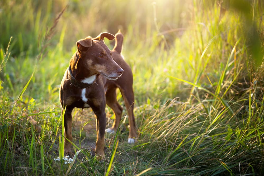 Dog standing outside in long grass beware of ticks