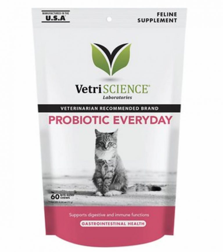 Probiotics for Cats 3 Great Options for Your Feline’s Gut Great Pet Care