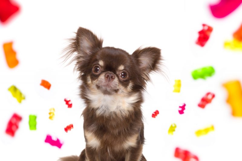 Can Dogs Eat Gummy Bears? Great Pet Care