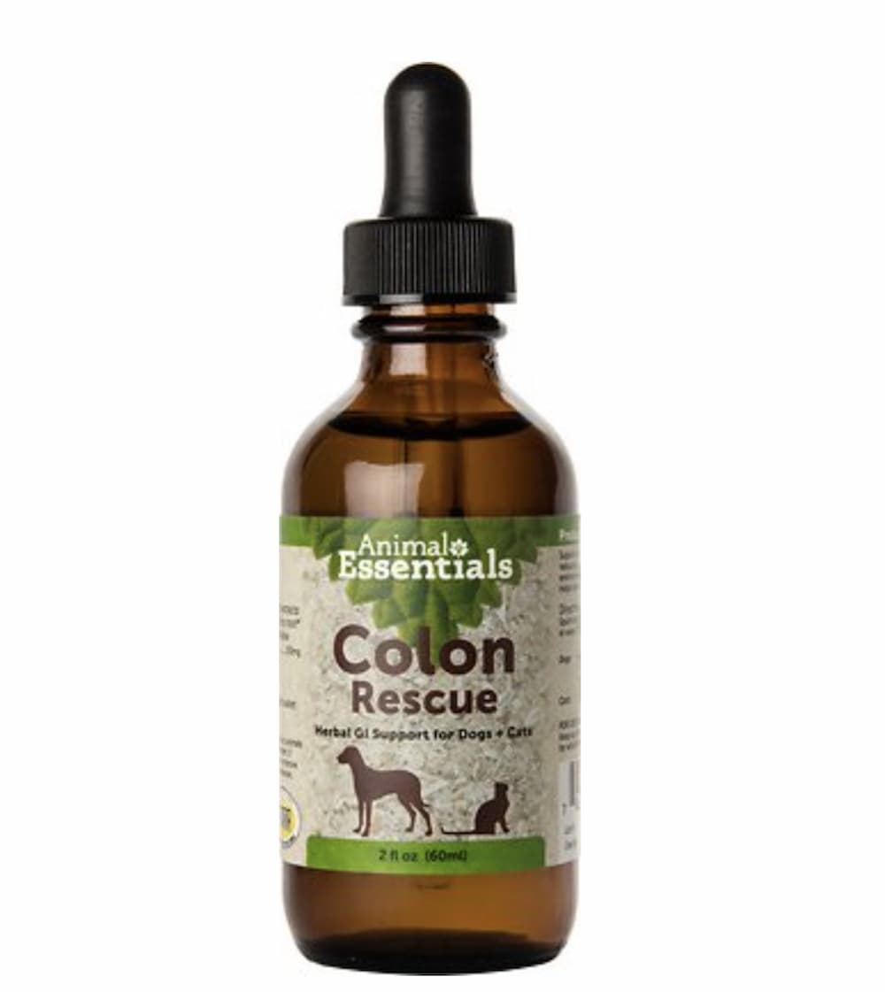 Stress Colitis in Dogs Great Pet Care