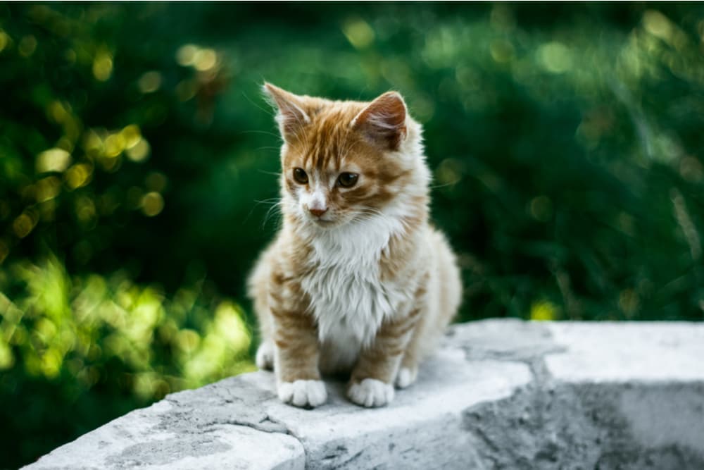 Sweet cat perched on an outdoor ledge