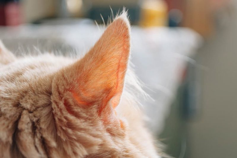 How to Clean a Cat’s Ears Great Pet Care