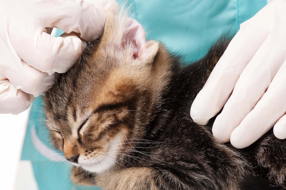 Vet cleaning a kitten's ears