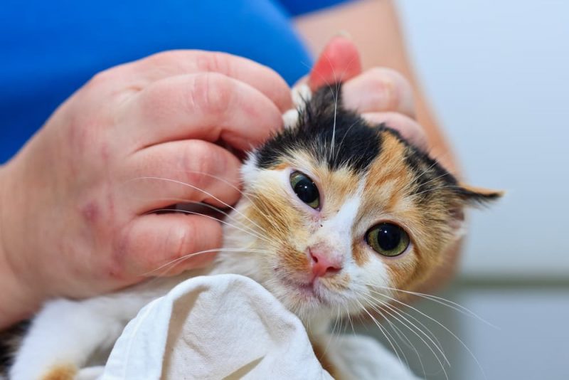 How to Clean a Cat’s Ears Great Pet Care