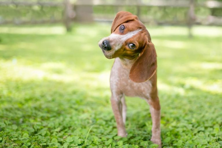 Can Humans Get Fleas From Dogs? Great Pet Care