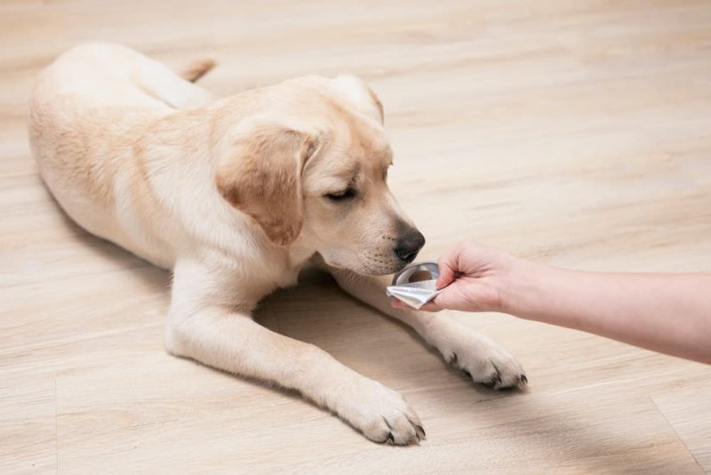 Can Humans Get Fleas From Dogs? Great Pet Care